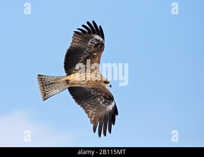 Kite nero-rosso, aquilone nero, aquilone giallo-fatturato (Milvus migrans lineatus, Milvus lineatus), in volo, Giappone Foto Stock