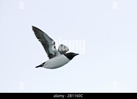 guillemot di Bruennich (Uria lomvia), in volo, Norvegia, Svalbard Foto Stock