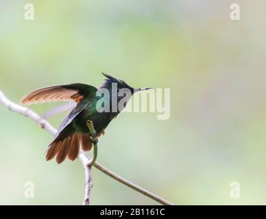 Colibrì di Antillean (Orthorhyncus crystatus), maschio siede su un ramoscello, Dominica Foto Stock