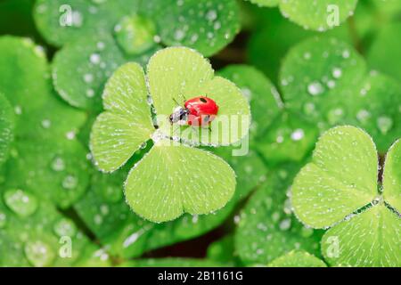 Ladybird a due punti, ladybird a 2 punti (Adalia bipunctata), su cloverleaf, Svizzera Foto Stock