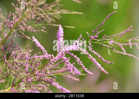 Tamarisco africano (Tamarix africana, T. hispanica), fioritura, Grecia Foto Stock