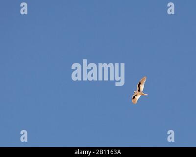 Aquilone alato di lettera (Elanus scriptus), in volo, Australia Foto Stock