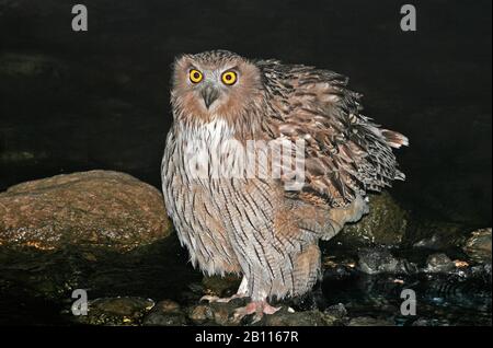 Gufo di pesce dei blakistons (Bubo blakistoni), ad un ruscello, Giappone, Hokkaido Foto Stock