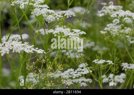 Comune di carvi (Carum carvi), fioritura, Germania Foto Stock