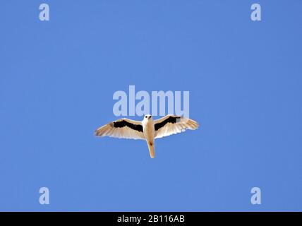 Aquilone alato di lettera (Elanus scriptus), in volo, Australia Foto Stock