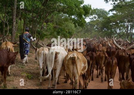 Pastori della tribù Sukuma, Tanzania occidentale, Africa Foto Stock