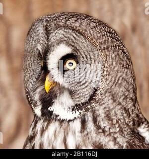 Grande gufo grigio (Strix nebulosa), ritratto, vista laterale, Pelm Foto Stock