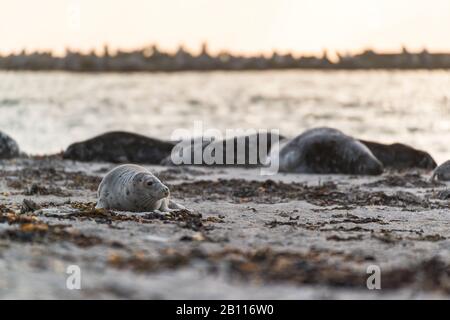 Le foche grigie su una duna al tramonto, Helgoland, Schleswig-Holstein, Germania Foto Stock