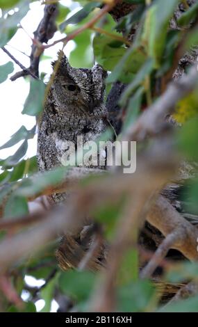 Cipro scope gufo (Otus cyprius), rosolando in un olivo, Cipro Foto Stock