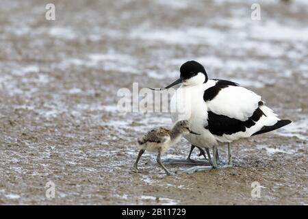 Pied avocet (Recurvirostra avosetta), femmina con pulcino, Spagna, Isole Baleari, Maiorca Foto Stock