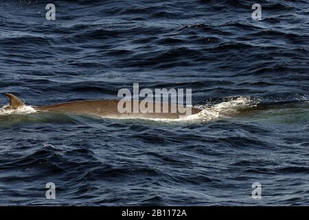 Balena di Bryde (Balaenoptera edeni, Balaenoptera brydei), emerge, Isole Canarie Foto Stock