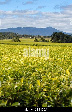 Nerada piantagione di tè Lontano Queensland del Nord Foto Stock