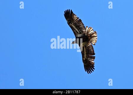 Aquila calva americana (Haliaeetus leucocephalus), uccello giovane in volo nel cielo blu, vista dal basso, Pelm Foto Stock