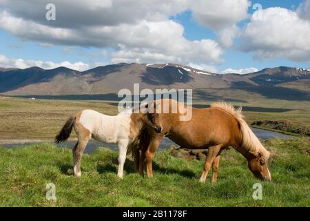 Cavallo Islandico, cavallo islandese, pony islandese (Equus przewalskii F. caballus), mare con volpe, Islanda Foto Stock