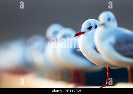 Gabbiano a testa nera (Larus ridibundus, Chromicocephalus ridibundus), gruppo che siede di fila, Paesi Bassi Foto Stock