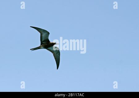 Sterna fuscata, Onychoprion fuscatus), Immaturo in volo, Polinesia Foto Stock