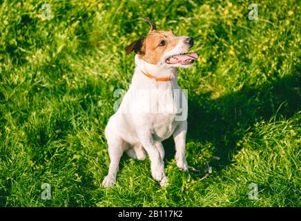 Buon cane che indossa anti-pulce e tick collarino sicuro giocare in primavera soleggiata giorno all'aperto Foto Stock