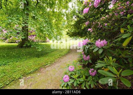 Rododendri nel Parco Naturale di Augusta ññ Western W‰lder, Baviera, Germania Foto Stock