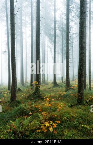 Herbstwald, Berchtesgadener Land, Alta Baviera, Baviera, Germania, Europa Foto Stock