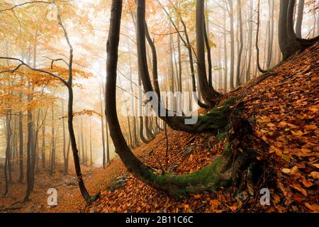 Foresta autunnale nei piccoli Fatra, Mala Fatra, Carpazi, Slovacchia, Europa Foto Stock