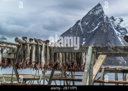 Il merluzzo pende su scaffalature di legno per asciugare e diventa stoccafisso, Hamnøy, Lofoten, Norvegia Foto Stock