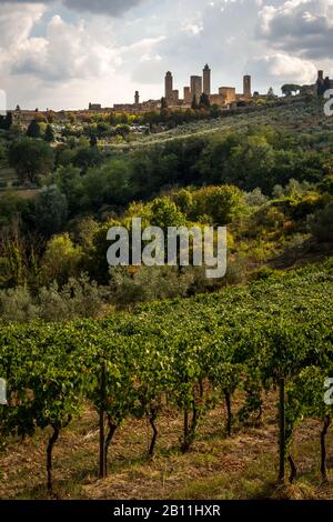 Vista sulle file di un vigneto con la città di San Gimignano, Toscana su una collina sullo sfondo Foto Stock