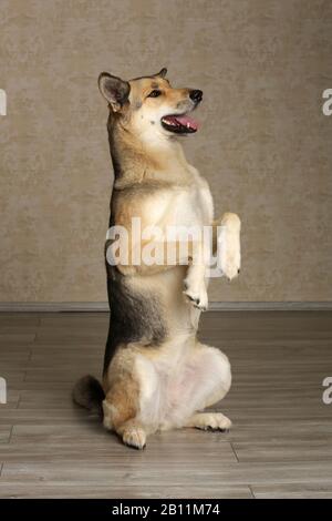 Pastore tedesco Foto Stock