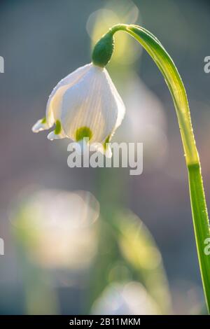 Mug marzo, primi bloomers, all'alba Foto Stock