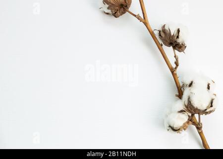Pianta di cotone su sfondo bianco. Composizione floreale, vista dall'alto, spazio di copia Foto Stock