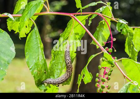 LMAX maximus, slug leopardo, grande slug grigio, slug calciato, limacidae su foglia pokeeweed vista dall'alto che mostra mantello, tentacoli ottici e chiglia, primo piano Foto Stock