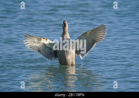 Mallard anatre al Lago Ontario Foto Stock