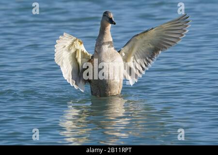 Mallard anatre al Lago Ontario Foto Stock