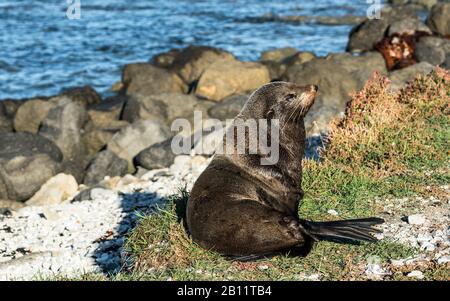 Leoni marini al sole serale, Kaikoura, Nuova Zelanda Foto Stock