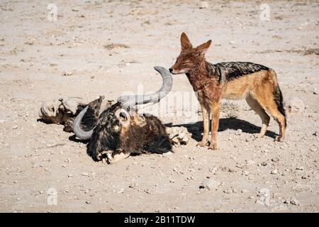 Sciacalli neri nel Parco Nazionale di Etosha in preparazione per il pranzo - pura gioia per un cadavere gnu Foto Stock