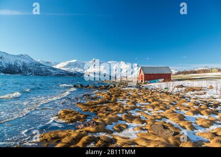 La penisola di Lyngen con le Alpi di Lyngen, Norvegia settentrionale, Norvegia Foto Stock
