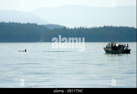 Turisti che si stracciano Orcas, Orcinus orche in Johnstone stretto. Isola di Vancouver. Columbia Britannica. Canada Foto Stock