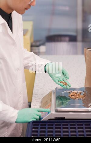 Primo piano di scienziati con camice bianco e guanti protettivi che pesano grano saraceno su bilance in laboratorio Foto Stock