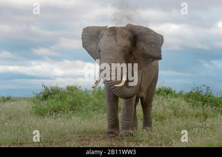 Elefante africano (Loxodonta africana) bull permanente sulla savana, gettando sabbia, Amboseli National Park in Kenya. Foto Stock