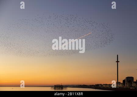 Starlings a Brighton al tramonto Foto Stock