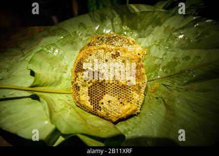 La vita dei Pigmei Bayaka nella foresta equatoriale, Repubblica Centrafricana, Africa Foto Stock