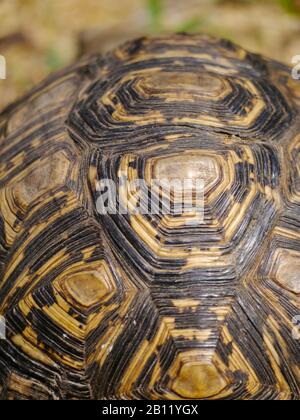 Primo piano di una tartaruga africana spronata Foto Stock