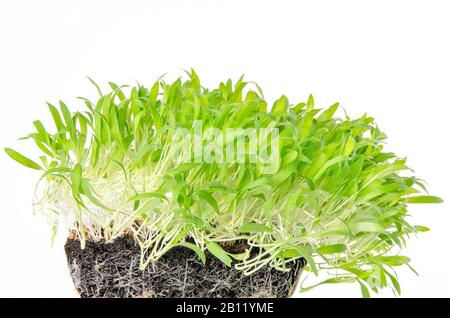 Piantine di miglio marrone e microgreen in composto di invasatura con radici fini. Germogli di Panicum miliaceum, miglio di proso. Germogli, giovani pianta verdi. Foto Stock