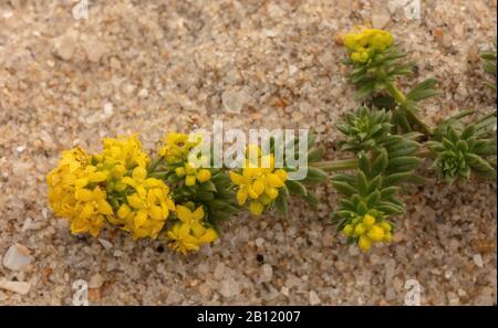 Cannuccia di sabbia, Galium arenarium, sulla spiaggia in Bretagna. Foto Stock