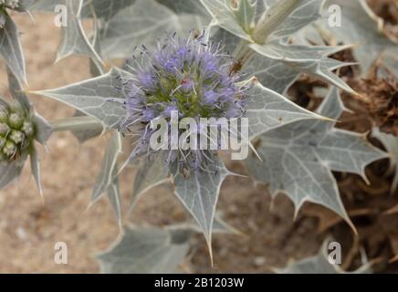 Sea Holly, Eryngium maritimum, in fiore su dune di sabbia in estate. Foto Stock