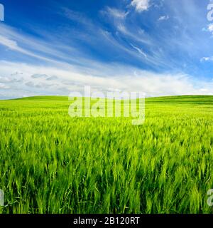 Campo verde con orzo sotto un cielo blu in primavera, Parco Naturale Della Bassa Saaletal, Saalekreis, Sassonia-Anhalt, Germania Foto Stock