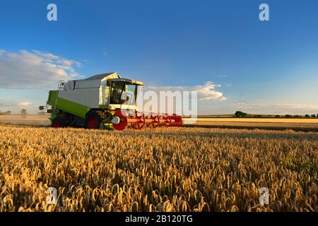 Raccolto di grano, mietitrebbiatrice nel campo di grano, Saalekreis, Sassonia-Anhalt, Germania Foto Stock