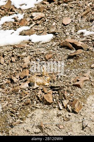 Lepre, Lepus oistolus, Ladakh, Jammu e Kashmir, Himalaya. India Foto Stock