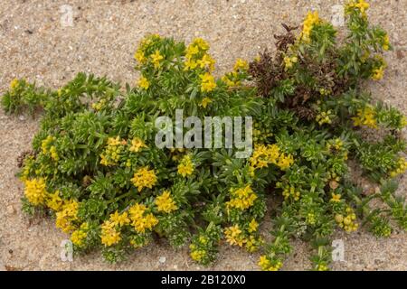 Cannuccia di sabbia, Galium arenarium, sulla spiaggia in Bretagna. Foto Stock
