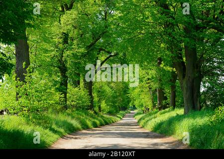 Strada Sterrata Attraverso Lindenalle, La Riserva Della Biosfera Di Schorfheide-Chorin, Uckermark, Brandenburg, Germania Foto Stock