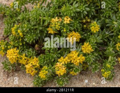 Cannuccia di sabbia, Galium arenarium, sulla spiaggia in Bretagna. Foto Stock
